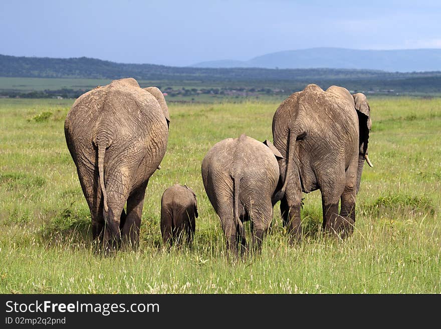 The end: elephant family walking away