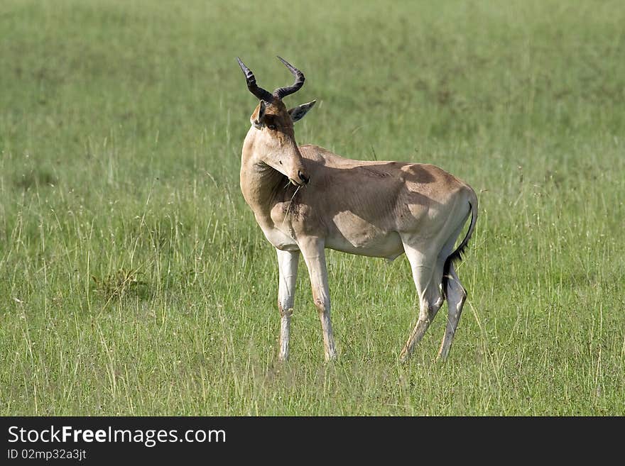 Hartebeest antelope, Masai Mara, Kenya