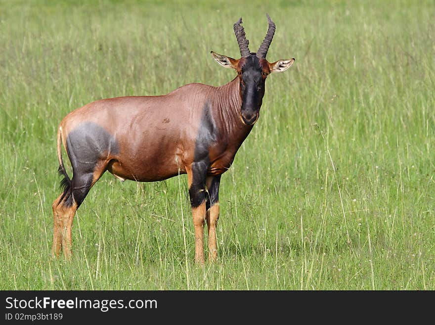 Topi antelope, Masai Mara, Kenya