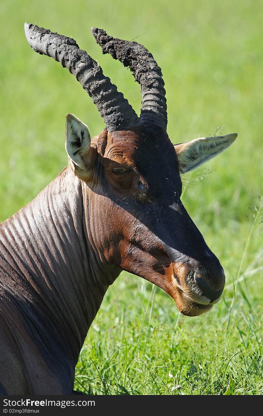 Topi antelope ruminating, Kenya