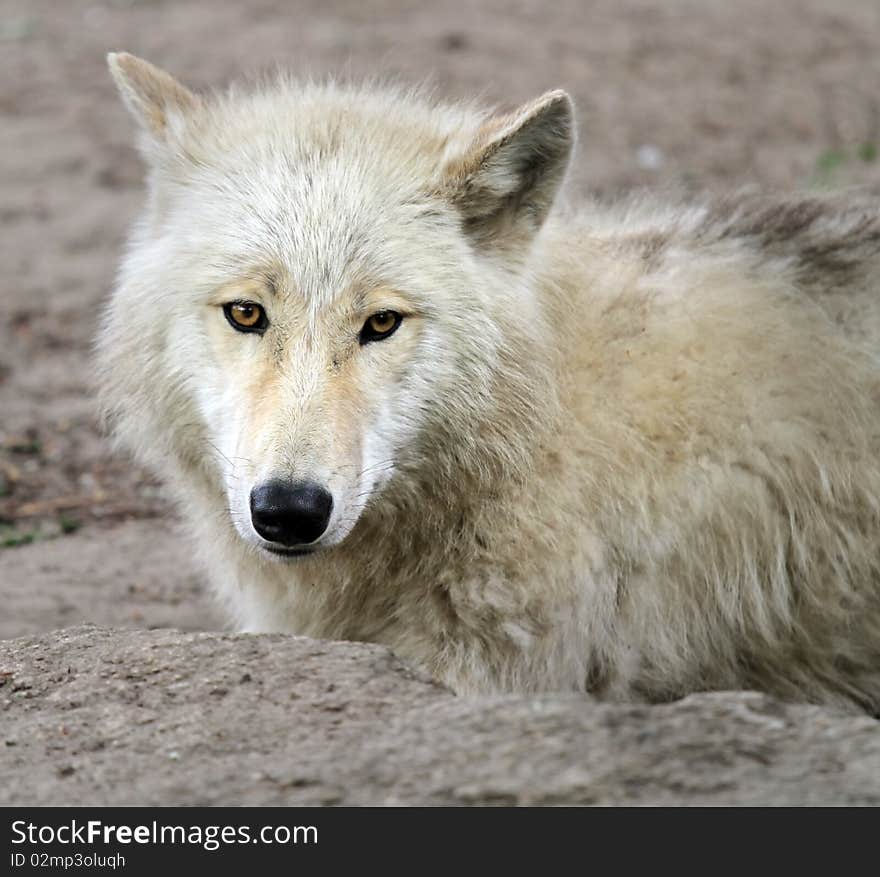 Young white arctic wolf looking at the camera. Young white arctic wolf looking at the camera