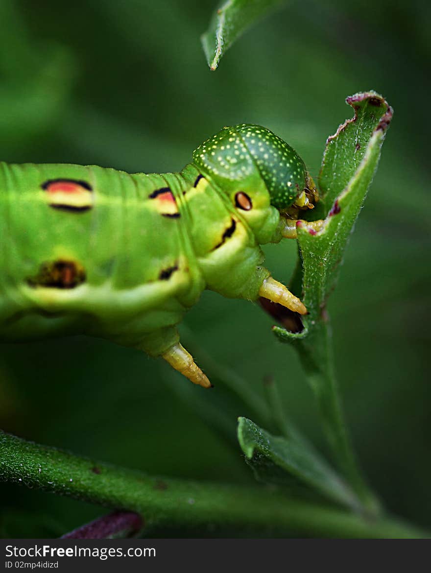 Catapiller eating a leaf macro. Catapiller eating a leaf macro