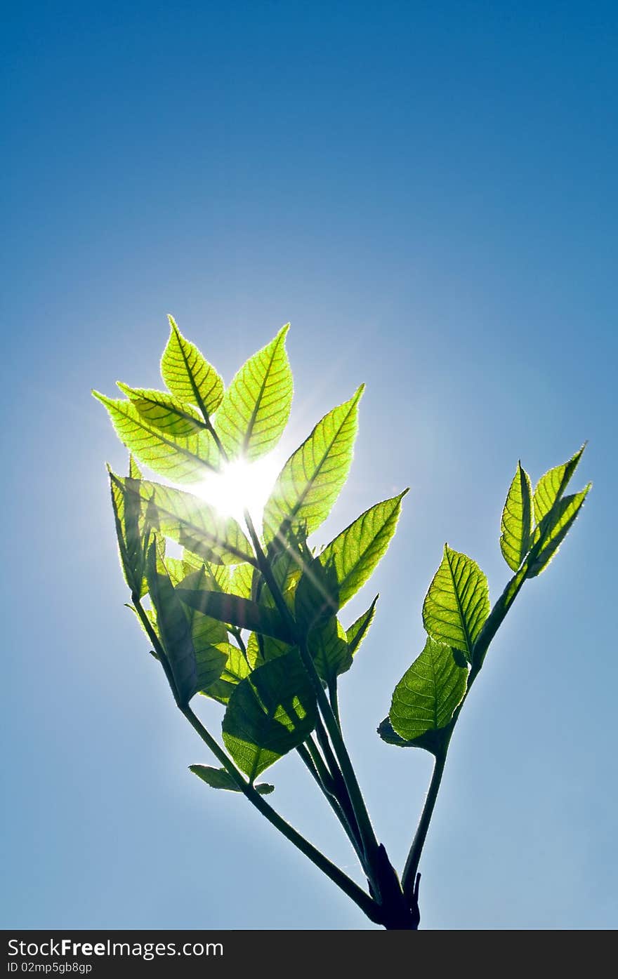 Green leaf in a sunny day