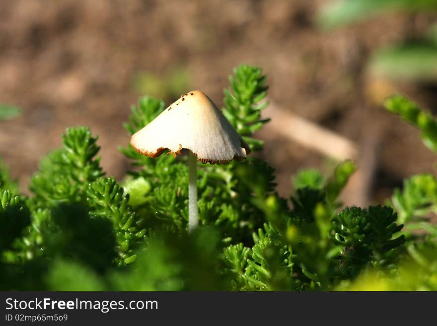 Mushroom Close-up In Morning Light At Eye Level