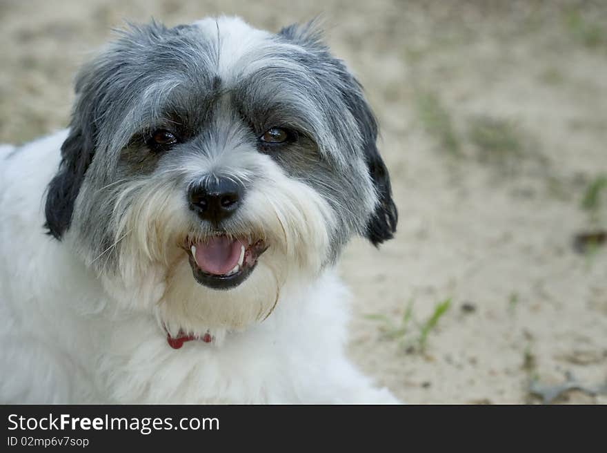 Cute white & grey dog in sand