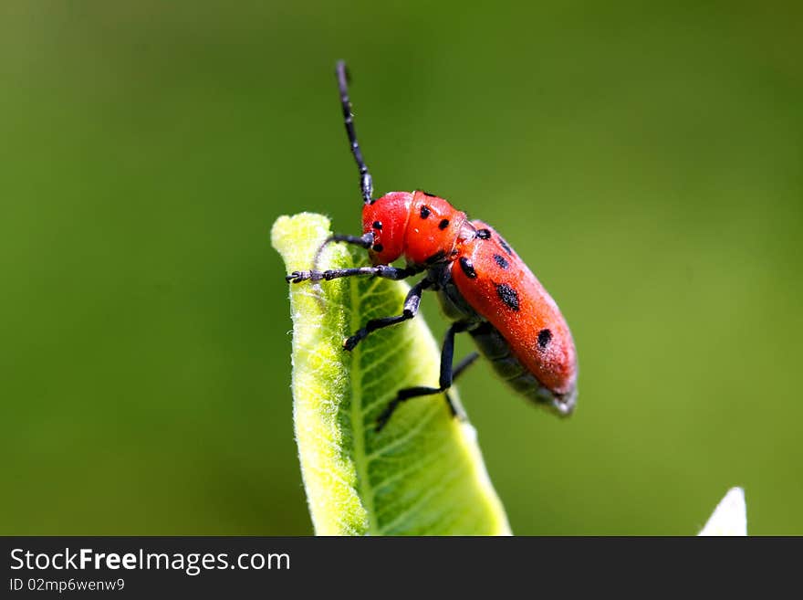 Red Milkweed Beetle - Tetraopes tetraophthalmus Feeding On Milkweed