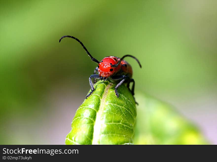 Red Milkweed Beetle - Tetraopes tetraophthalmus Close-up of head