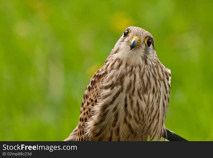 Falcon sitting and wondering with green background. Falcon sitting and wondering with green background