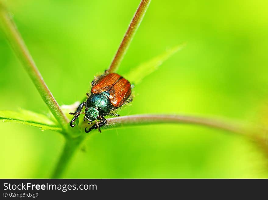 Series of images the world of insects