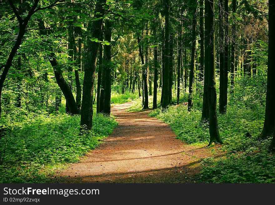 The path through lush foliage. The path through lush foliage