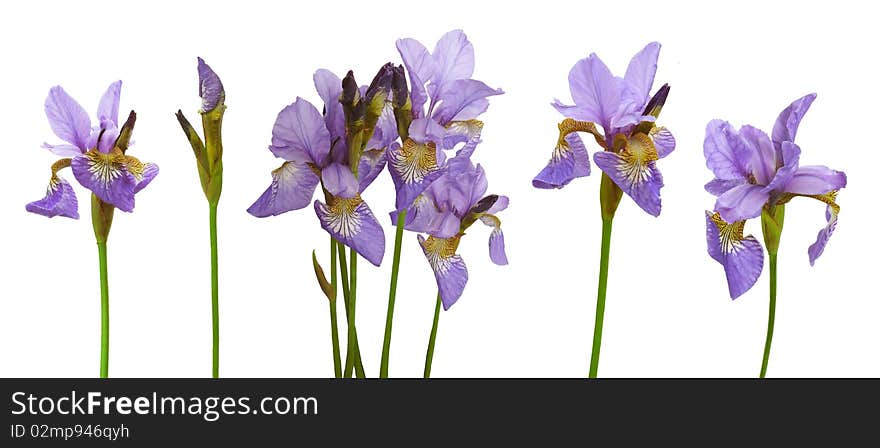 Collection of isolated iris flowers. Collection of isolated iris flowers