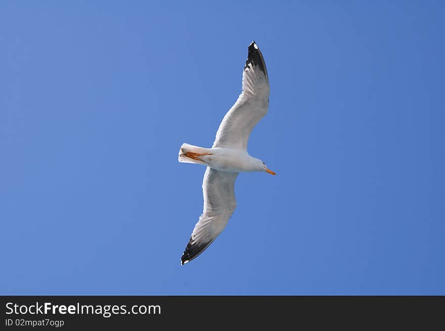 A flying seagull for a background abject