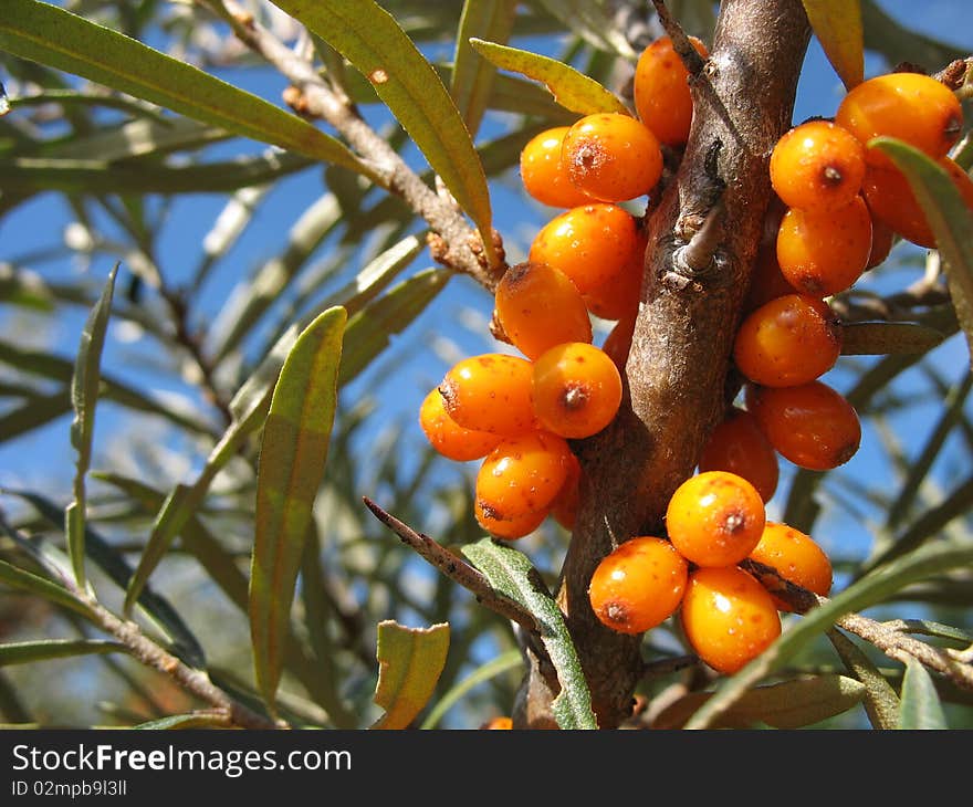 Sea-buckthorn berries