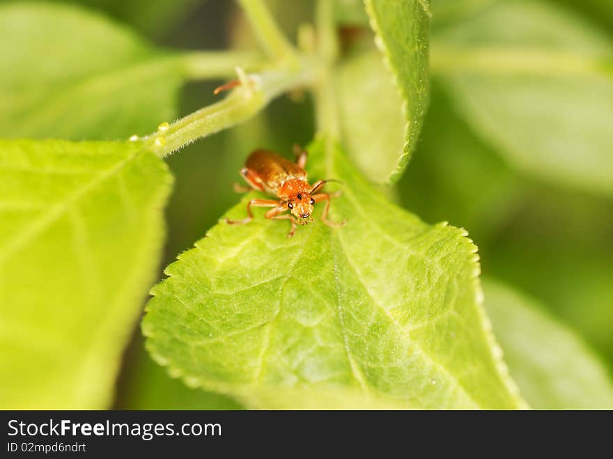 Soldier beetle