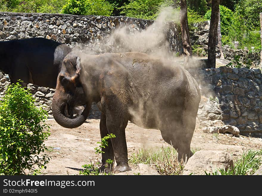 Elephant in Zoo , South of Thailand. Elephant in Zoo , South of Thailand