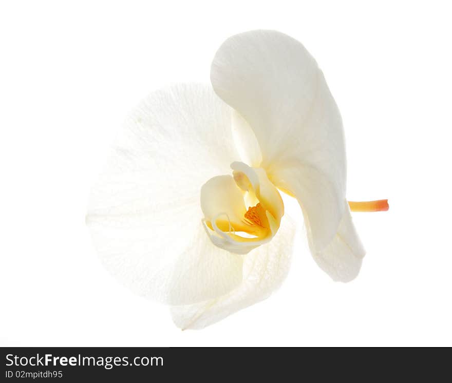 White Orchid