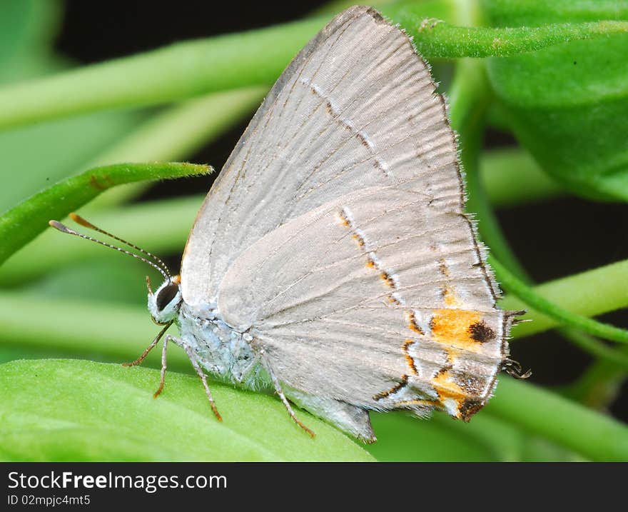 Butterfly with orange on its wings.