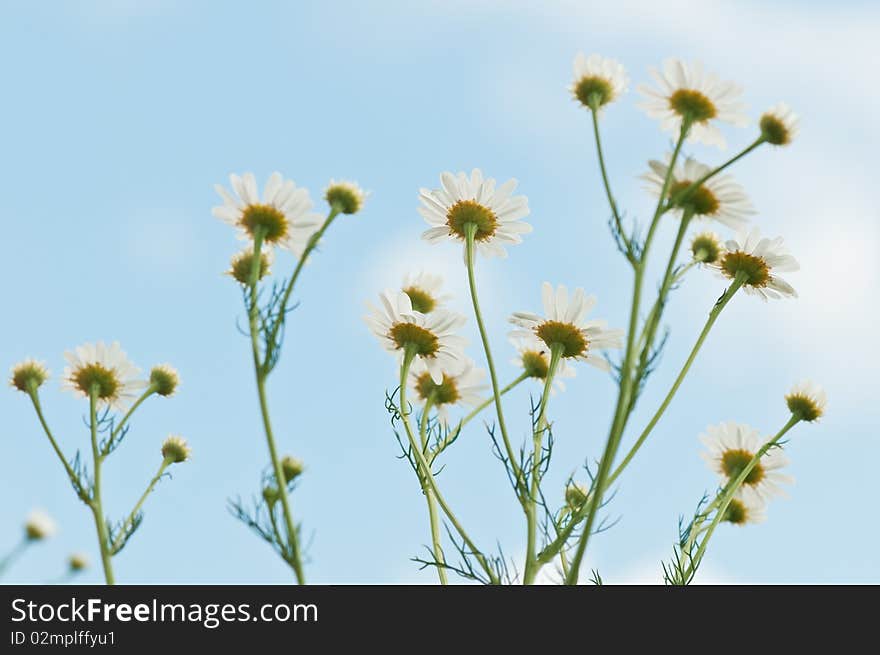 Medical camomile on sky background. Medical camomile on sky background