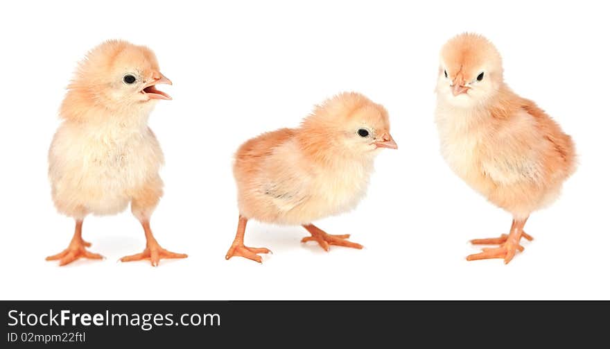 Small chicken isolated on white