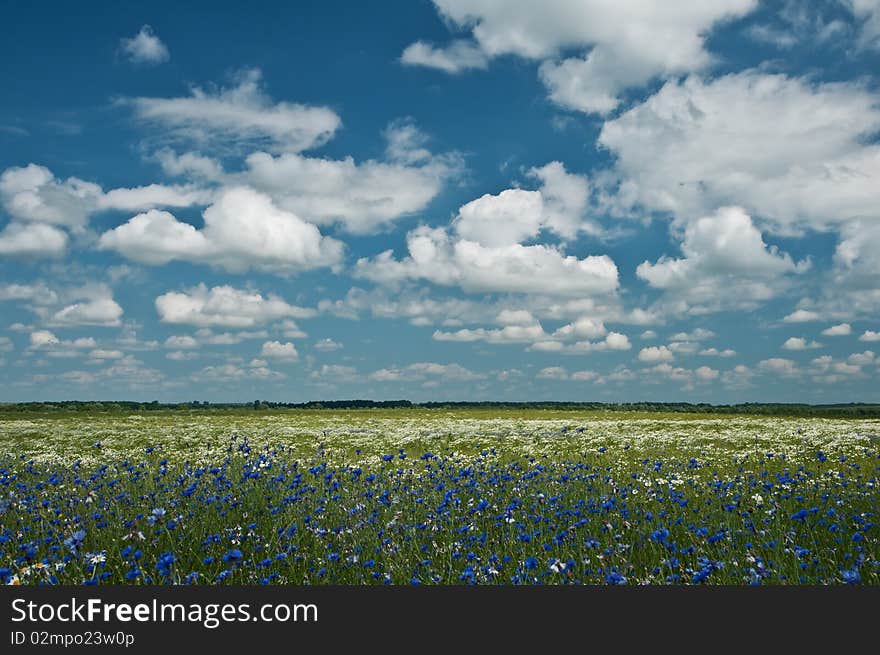 Beautiful field with flower and sky. Beautiful field with flower and sky