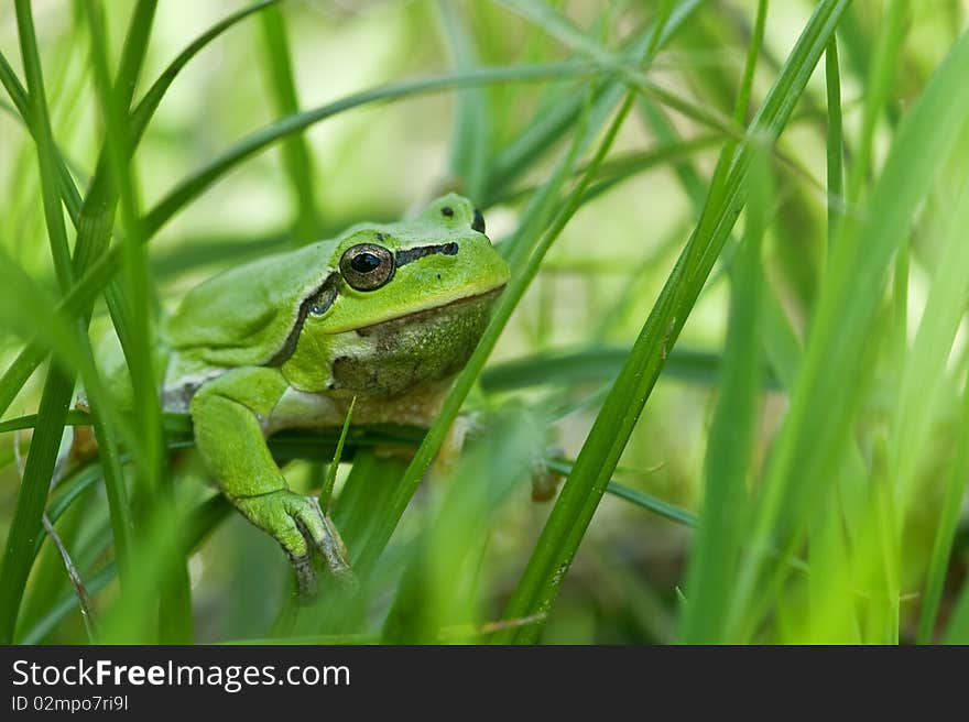 Frog