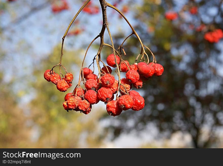 Ripe bunches of red mountain ash