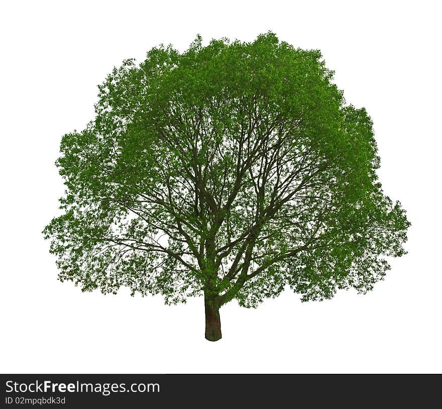 Green tree isolated on white