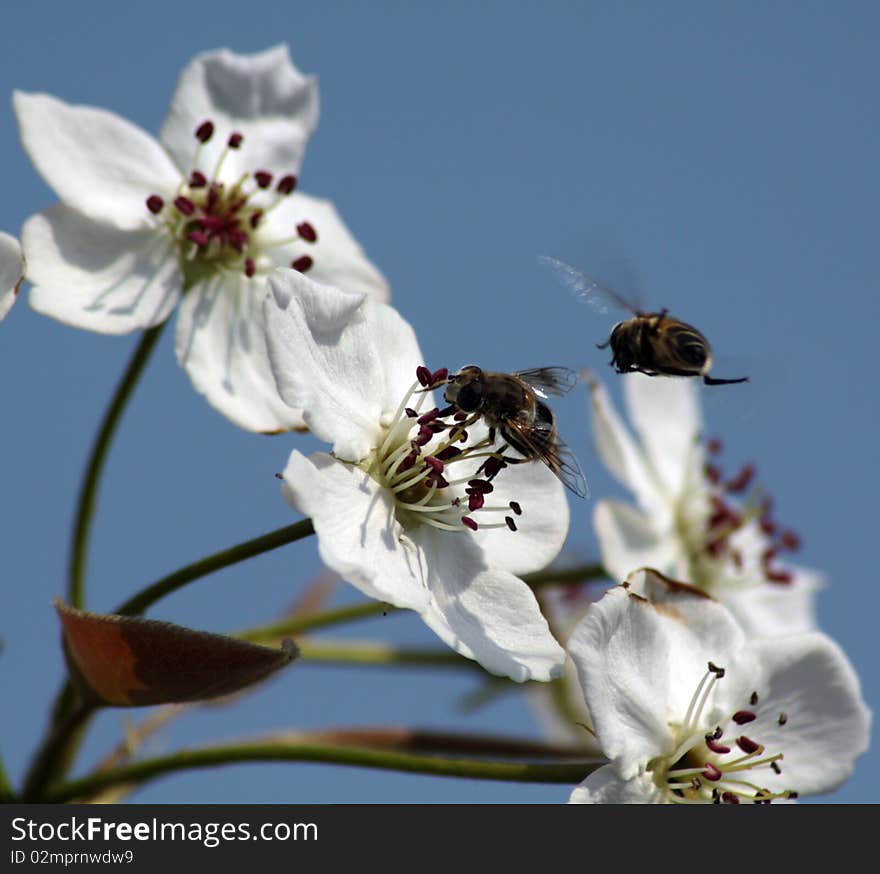 In north china, the Peach flower blooms in the early spring. a bee is on the flower while another  one is fly around the flower. In north china, the Peach flower blooms in the early spring. a bee is on the flower while another  one is fly around the flower.