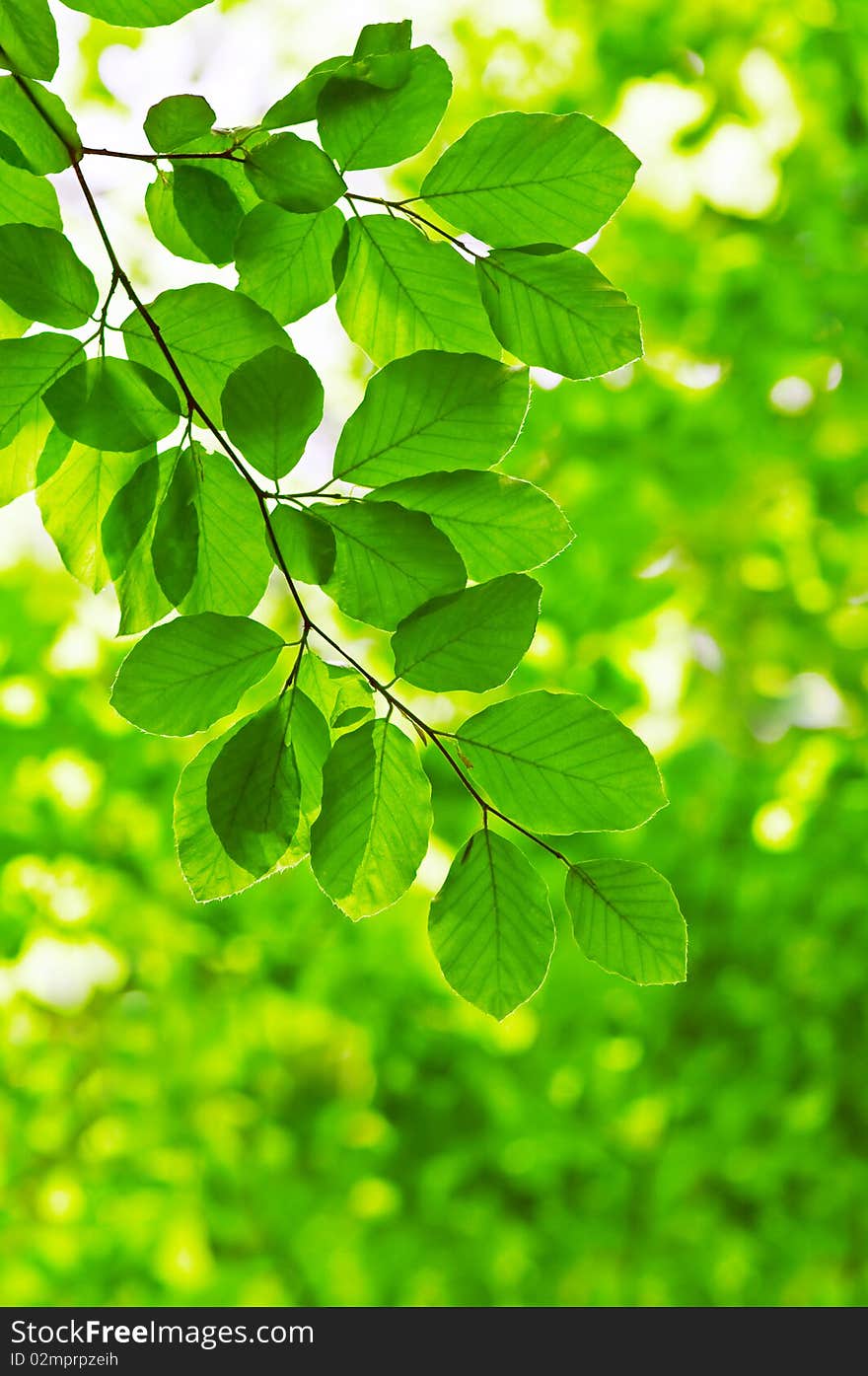 Green beech leafs close up