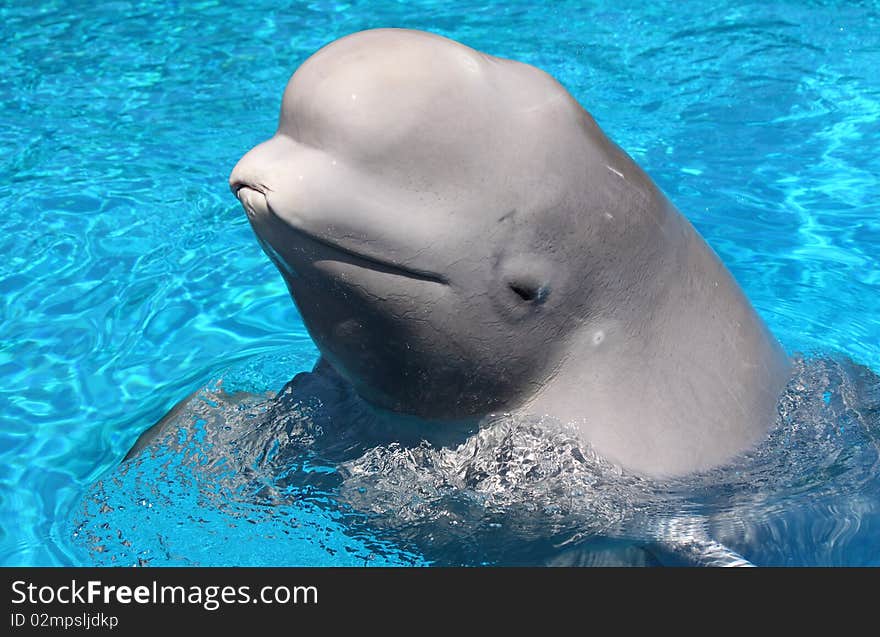 Beluga Whale