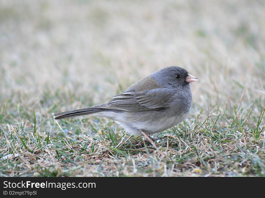 Dark-eyed Junco