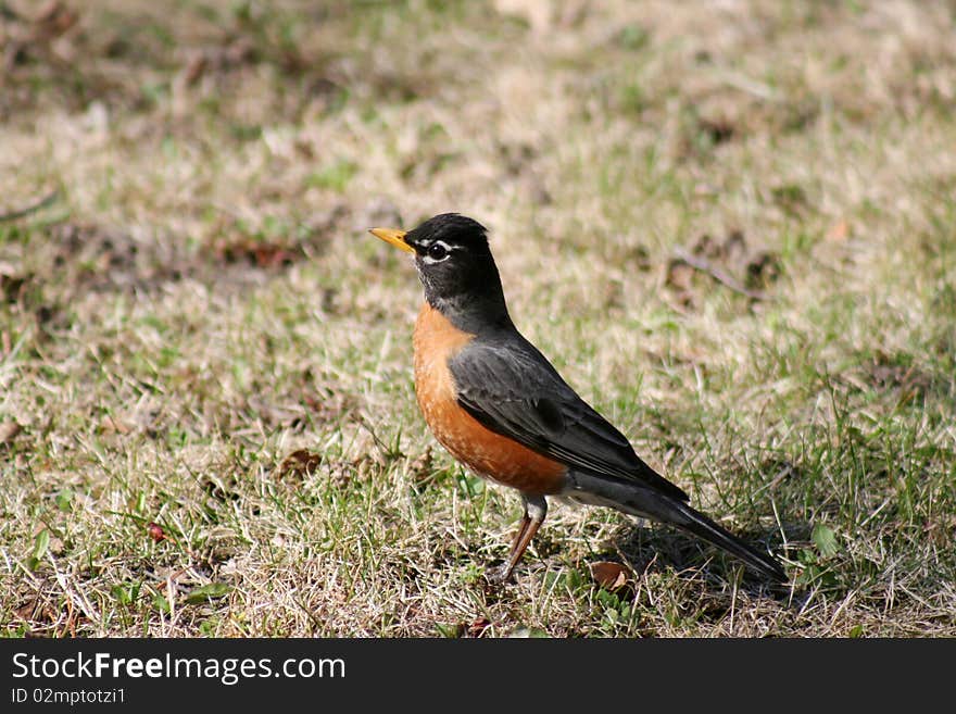 An American Robin searching for food on the ground in Littlefork, MN.