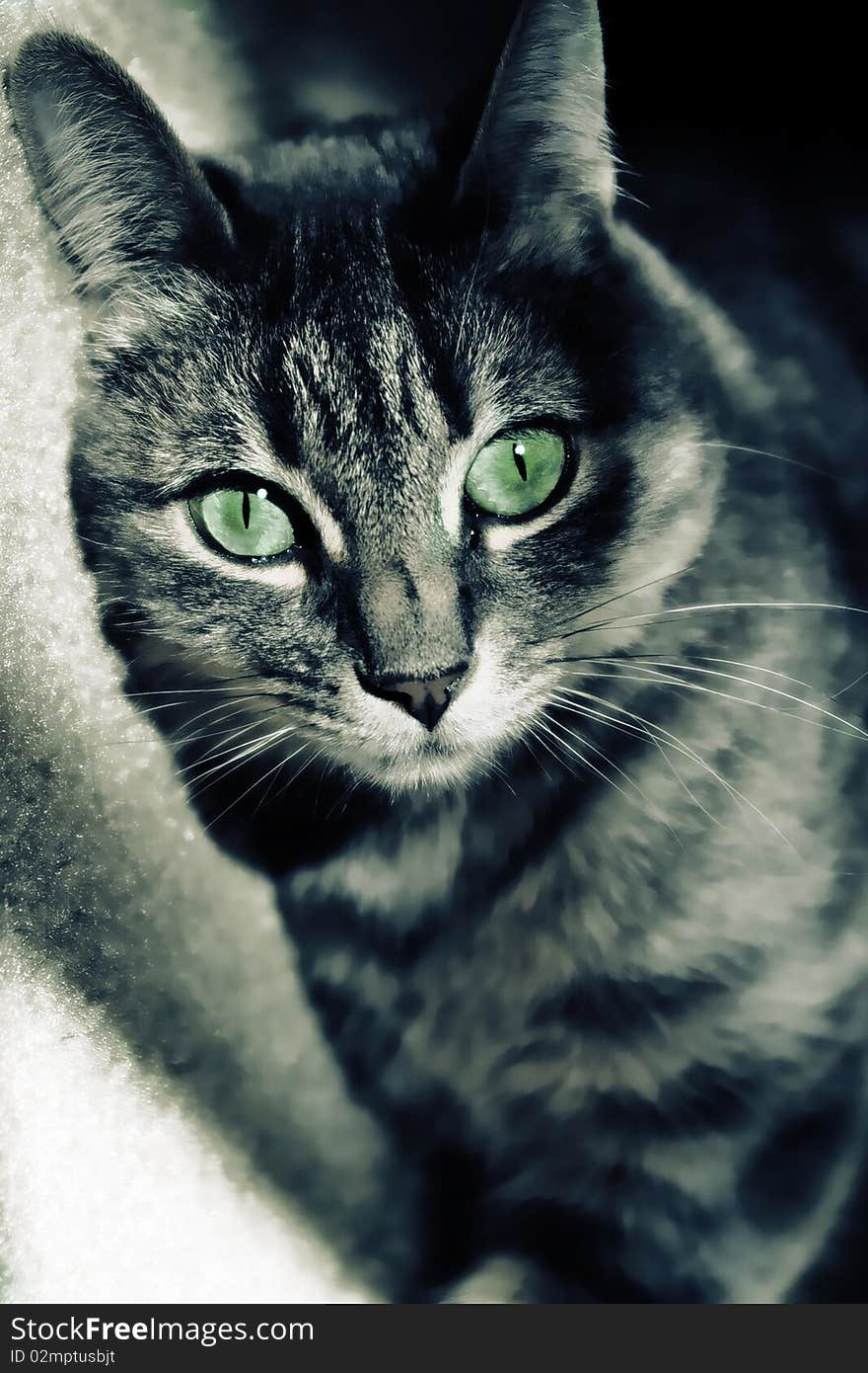 Green eyed Cat