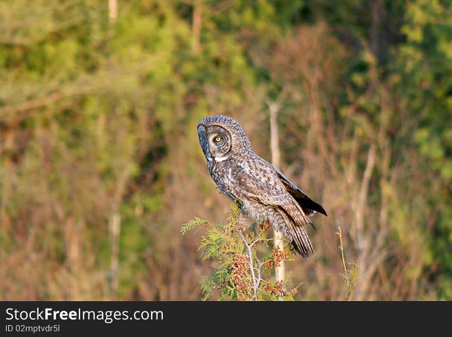 A Great Gray Owl perched on a cedar tree on the side of US Hwy 71 in Gemmell, Minnesota.