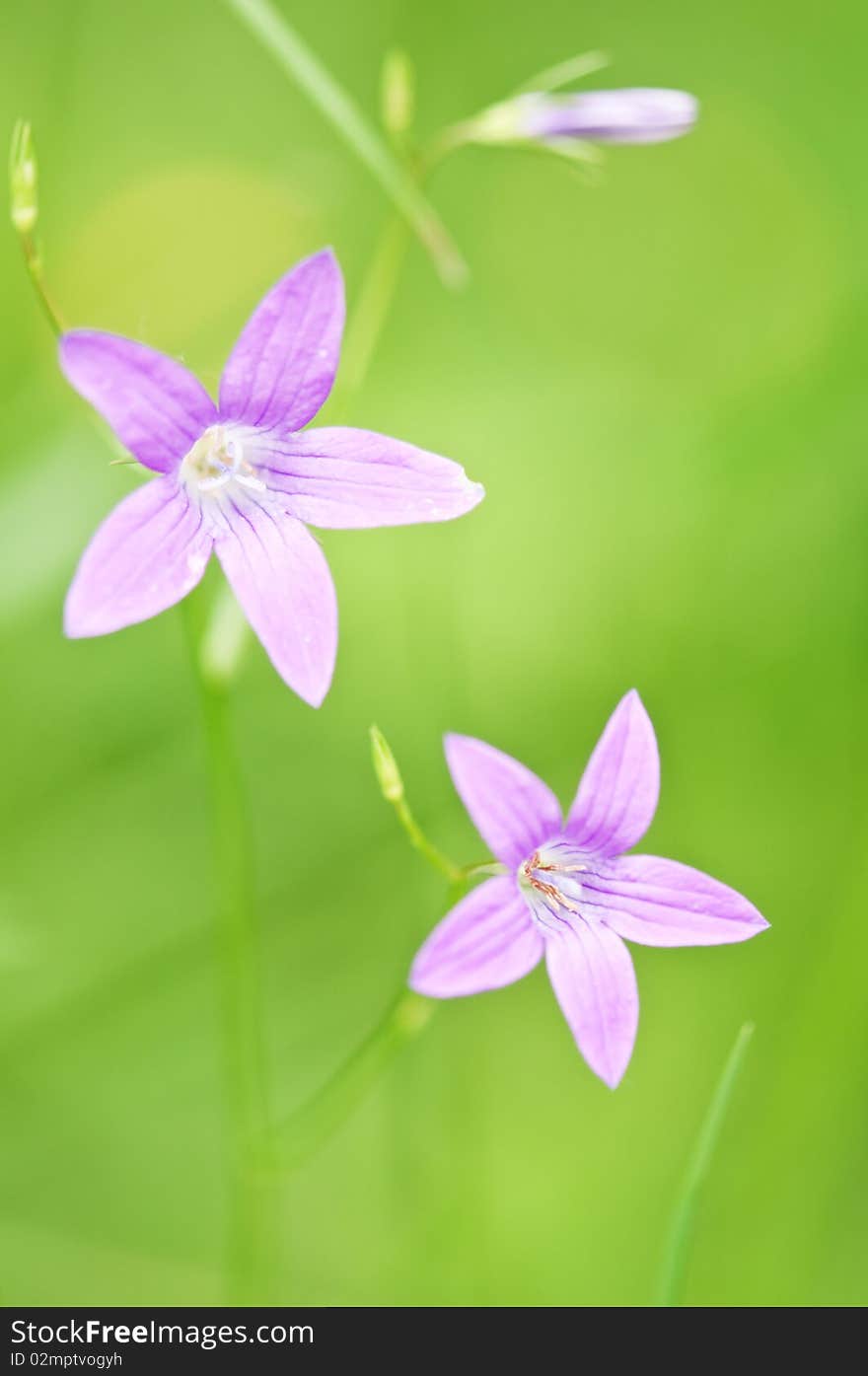 Beauty pink flowers close up