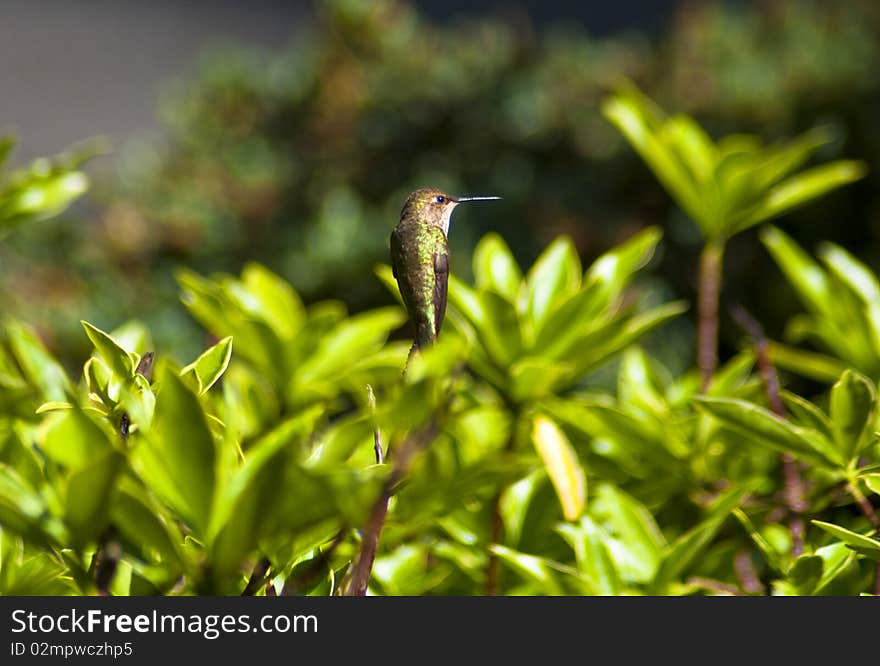 Hummingbird sitting on rhododendron outside on a beautiful sunny day.