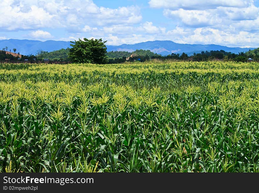 Take from rural area, countryside in thailand. Take from rural area, countryside in thailand