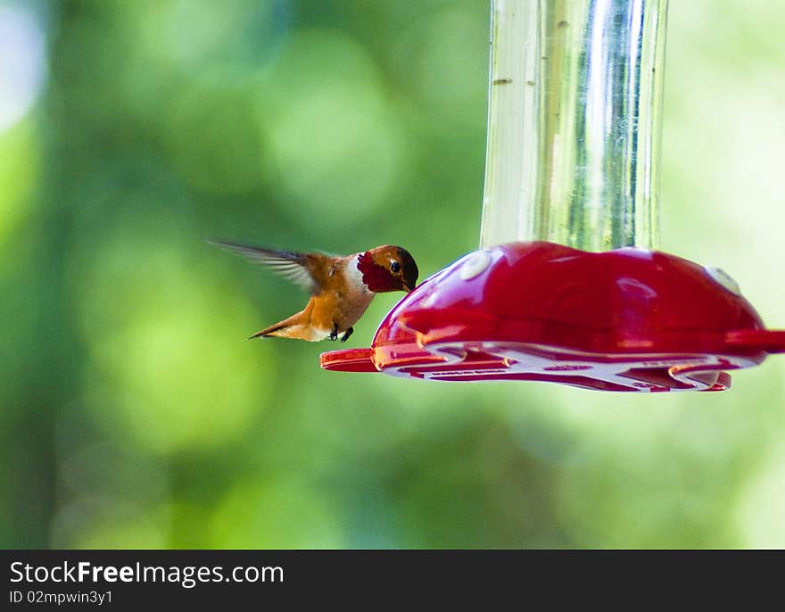 Hummingbird Drinking