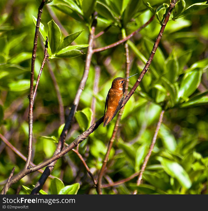 Hummingbird sitting on rhododendron outside on a beautiful sunny day.