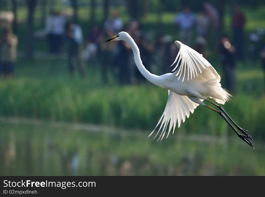 Many people shoot egrets