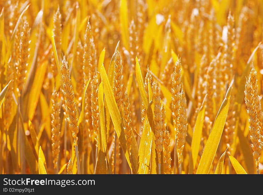 Ripe yellow wheat close up