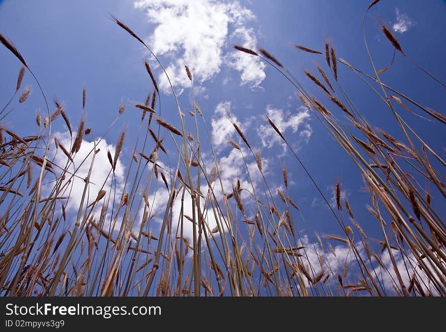 Wheat field and blue sky