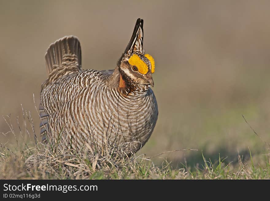 Lesser Prairie Chicken courtship display in North West Oklahoma