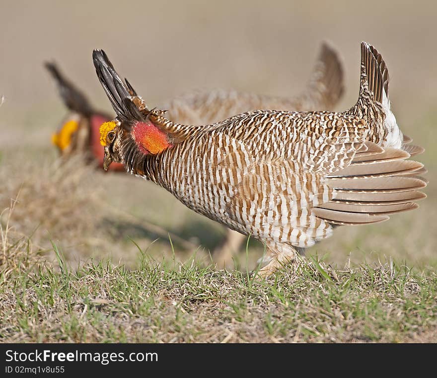 Lesser Prairie Chicken courtship display in North West Oklahoma