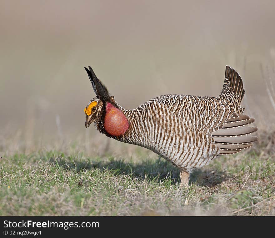 Lesser Prairie Chicken courtship display in North West Oklahoma