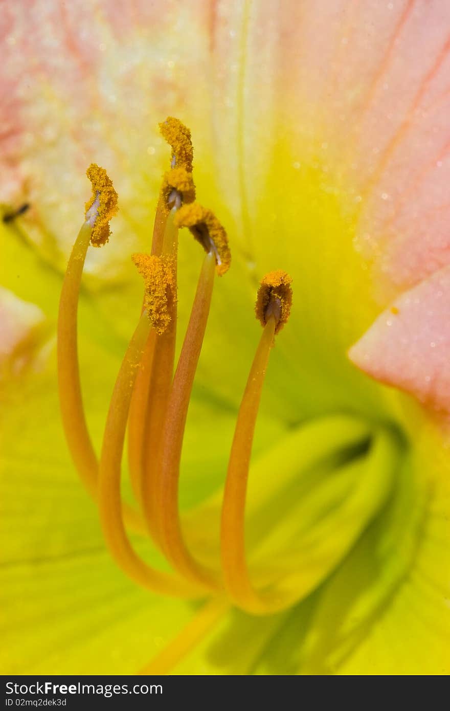 Flower closeup with stamen and pistil