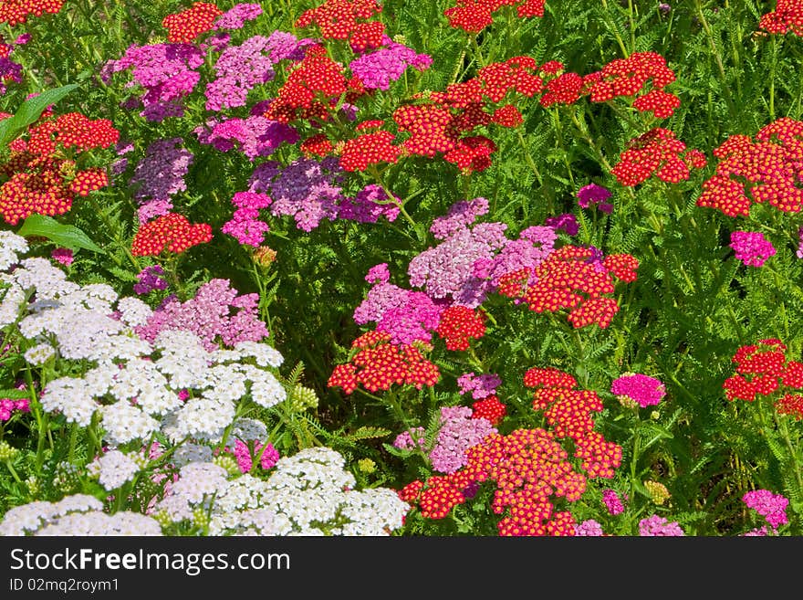 Flowers of different color in the garden