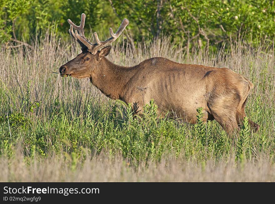 Two Bull Elk grazing in the Wichita Mountains Wildlife Refuge, Oklahoma. Two Bull Elk grazing in the Wichita Mountains Wildlife Refuge, Oklahoma