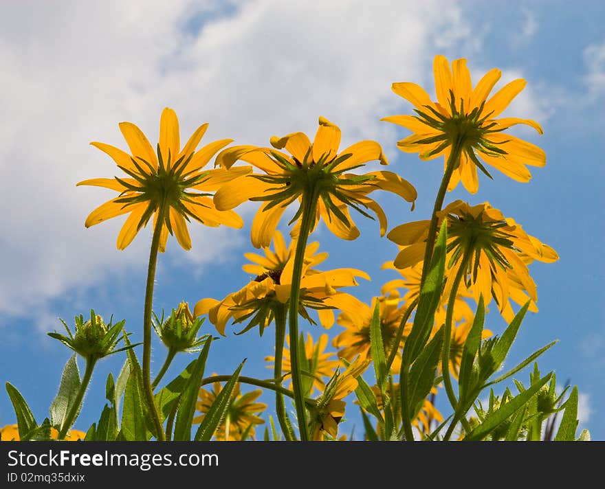 Yellow flowers against the sky