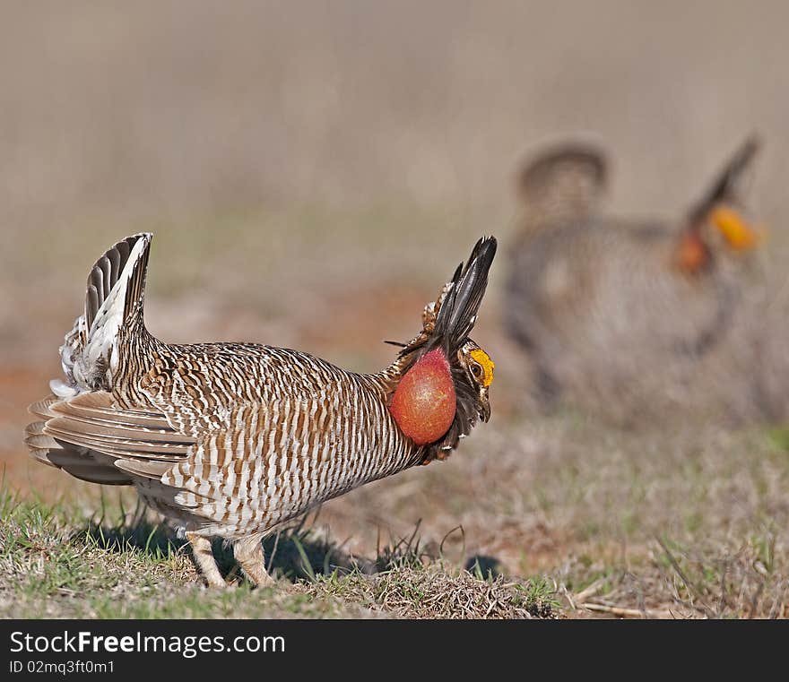 Lesser Prairie Chicken